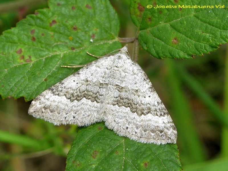 Scotopteryx bipunctaria - Geometridae ? S